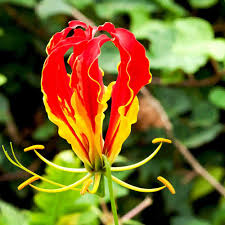 Image result for Gloriosa superba