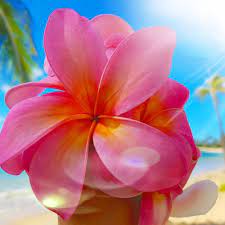 Pin On Hawaii