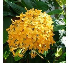 Ixora Dwarf Yellow Plants Asparagus Plant Asparagus Fern