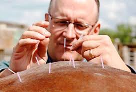 Acupuntura, alternativa para tratar enfermedades en grandes especies