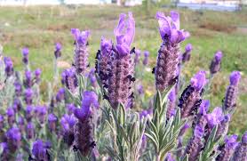 Lavandin is een kruising tussen de klassieke, fijne lavendel en spijklavendel (de wilde variant). Franse Lavendel Wikipedia