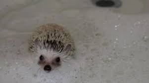 A nervous hedgehog is way harder to bathe then a comfortable one. Hedgehog Taking A Bath Hedgehog Pet Cute Hedgehog Baby Hedgehog