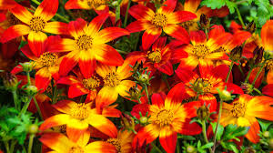 Image result for foto Dvouzubec