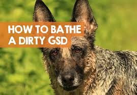 Editor's pick pro pet works natural oatmeal dog shampoo. How Often Should I Bathe A German Shepherd How To Bath Shower