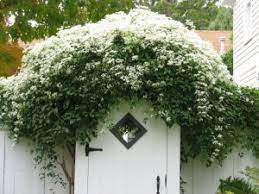 Like all plants, clematis need to be pruned in order for the plant to produce healthy blooms. Clematis Pruning Groups