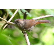 Burung jenis ini mempunyai kaki dengan susunan jarinya yang bersilangan. Burung Cigun Shopee Indonesia