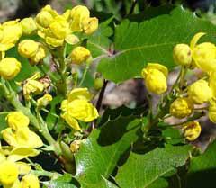Mahonia repens low, or creeping oregon grape. Mahonia Aquifolium Oregon Grape Hollyleaved Barberry Oregon Holly Grape Oregon Holly Pfaf Plant Database