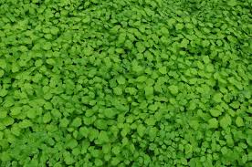 Image result for Blyxa hexandra