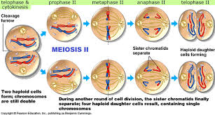 Meiosis Meiosis Cell Division Plant And Animal Cells