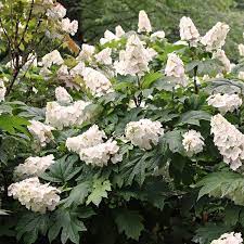 New Hydrangea Q Alice Is A Joy To Look At Throughout The Season This Oakleaf Hydrangea Is Tr Oakleaf Hydrangea Planting Hydrangeas Hydrangea Quercifolia