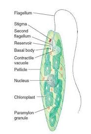 3 Kingdom Protista Biology Notes Science Rules Protists