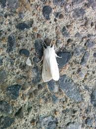 Maybe you would like to learn more about one of these? This Pure White Moth I Found Mildlyinteresting