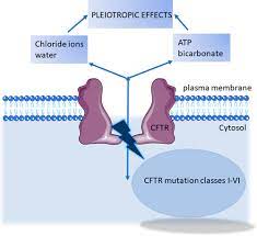 Marcet b, boeynaems jm (2007). Emerging Cystic Fibrosis Transmembrane Conductance Regulator Modulators As New Drugs For Cystic Fibrosis A Portrait Of In Vitro Pharmacology And Clinical Translation Acs Pharmacology Translational Science X Mol