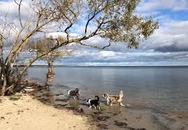 Find and follow posts tagged kristianstad on tumblr. Schweden Herbst 2018 Peppermontis Mini Aussies