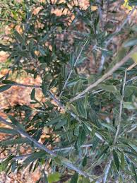 Image result for Boscia foetida