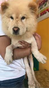 Puffs and Furr Pet Grooming Services