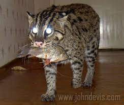 kamyshovyj kot kamyshovyj kot ya lyublyu koshek koshachi fotografii