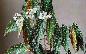 Here are some helpful navigation tips and features. Is It Hard To Grow Look After Begonia Maculata Find Out