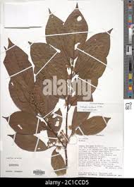 Image result for Leptonychia