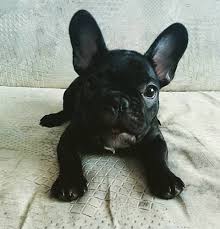 The origins of french bulldogs date to around the same time period when lacemakers in the english region of nottingham resettled in france. 255 Best French Bulldog Dog Names French Bulldog Full Grown French Bulldog Puppies French Bulldog Dog