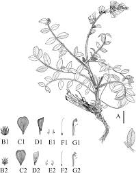 Image result for Crotalaria onobrychis