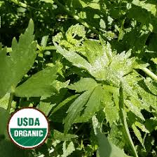Maybe you would like to learn more about one of these? Organic Lovage Seeds