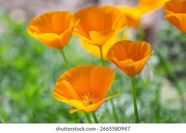 Image result for Papaveraceae