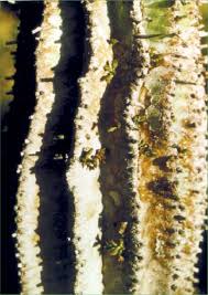 Image result for Erianthemum virescens