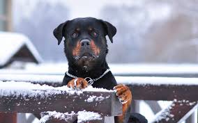 rottweiler wallpapers top free