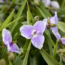 Image result for Tradescantia