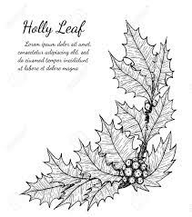Maybe you would like to learn more about one of these? Holly Plant Isolated On Brown Background Holly Leaf Sketch By Royalty Free Cliparts Vectors And Stock Illustration Image 68780778