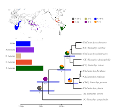 Image result for Eustachys paspaloides