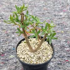 Image result for Euphorbia platyrrhiza