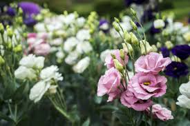 Image result for eustoma lisianthus in garden
