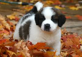 If you're looking for a st. Saint Bernard Puppies For Sale Akc Puppyfinder