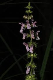 Image result for Stachys pseudonigricans