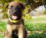 It's also free to list your available puppies and litters on our site. Belgian Malinois Puppies For Sale In Alabama Usa Page 1 10 Per Page Puppyfinder Com