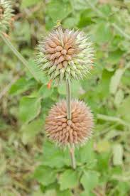 Image result for Leonotis nepetifolia
