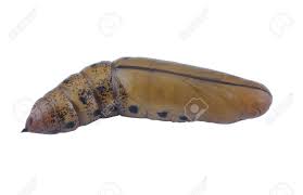 茶色の蛹の写真素材・画像素材 Image 17664893