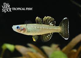 Image result for Tetrapogon tenellus