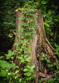 See more ideas about vines texture, tree, botanical. Vines Climbing A Tree Stump Photograph By Kg Photography