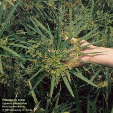 Image result for Cyperus ajax