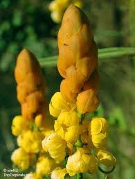 Image result for Senna alata