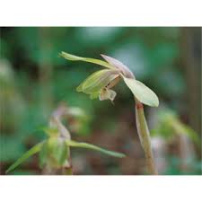 新装改訂版 万葉の花 四季の花々と歌に親しむ 片岡寧豊 本 通販 Amazon