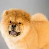 Build a toy obsession in your dog. Https Encrypted Tbn0 Gstatic Com Images Q Tbn And9gctgzsdsbk7gx3lztx8jbwxla6vewzwmsszj6a1fvlhuuydbbpd9 Usqp Cau