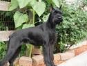 Giant Schnauzer For Sale - Hoobly Classifieds
