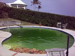 Thoroughly rinse and dry before refilling or storage. My Swimming Pool Is Green How To Clean Get Rid Of Algae Dengarden Home And Garden