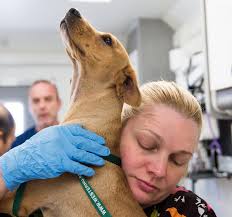 CVM VACS II providing care to more than 60 dogs that were removed from a  rescue ranch.