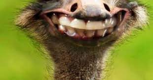 Funny Teeth Funny Smile Ostriches Animals