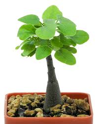 Image result for Adenia